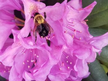 Close-up of bee on purple flower