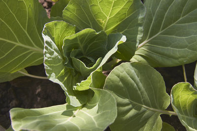 Close-up of green leaves