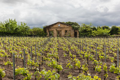 Wine and vineyards around the world - france