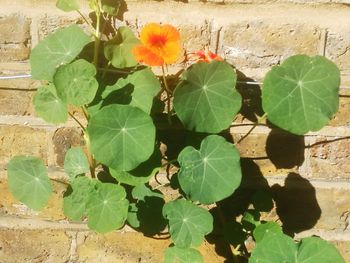 Close-up of flowering plant against wall