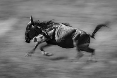 Close-up of horse standing on field