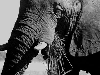 Close-up of elephant