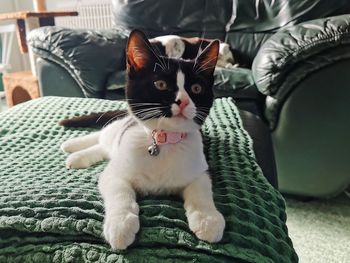 Portrait of cat relaxing on sofa at home