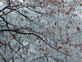 Full frame shot of tree