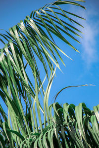 Low angle view of fresh plants against blue sky