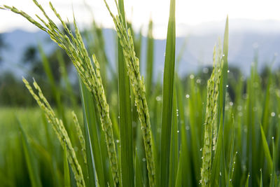 Close-up of crops growing on field