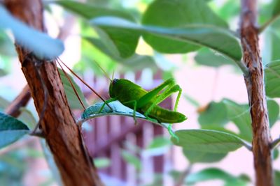 Close-up of cricket on leaf