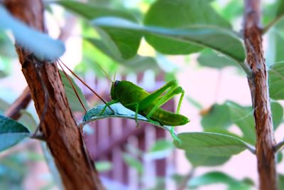 Close-up of butterfly perching on tree
