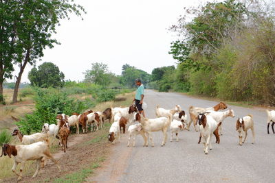 Horses on road by trees against clear sky