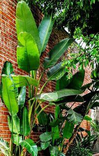 Plants growing on a wall