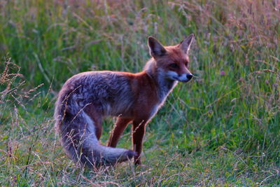 Fox in the wilderness