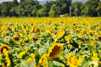 Yellow flowers growing in field