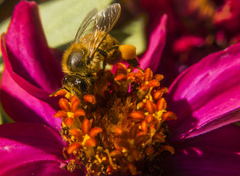 Close-up of bee on flower