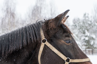 Close-up of horse