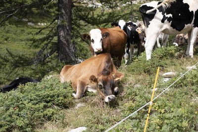 Cows standing in a field