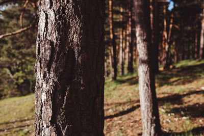 Close-up of tree trunk in forest