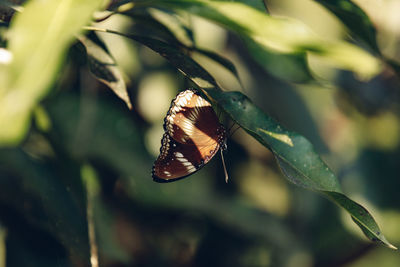Butterfly on plant