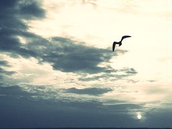 Low angle view of bird flying in sky