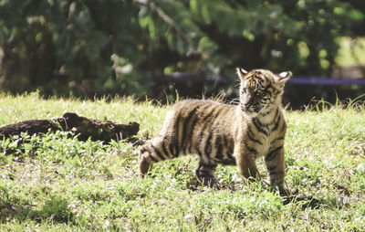 Tiger cub walking on grass field