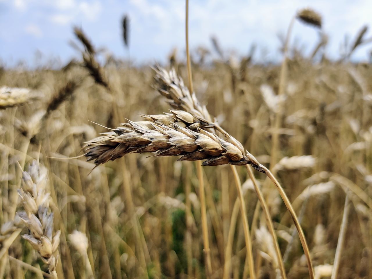 crop, cereal plant, agriculture, food, plant, field, rural scene, landscape, wheat, growth, food grain, land, nature, farm, focus on foreground, rye, close-up, barley, grass, cereal, sky, whole grain, emmer, no people, food and drink, einkorn wheat, plant stem, beauty in nature, triticale, environment, outdoors, day, prairie, selective focus, gold, harvesting, scenics - nature, tranquility, summer, seed, ear of wheat, cultivated, hordeum