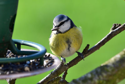 Close-up of bird perching on branch