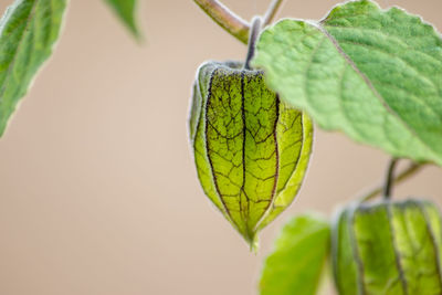 Close-up of fresh green leaves