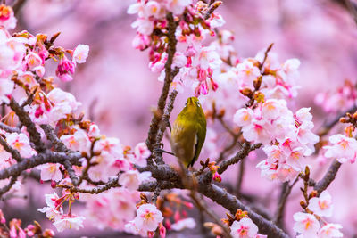 Bird perching on cherry blossom