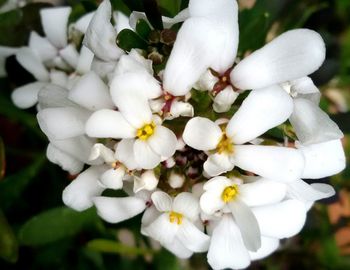 Close-up of white flowers blooming outdoors