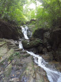 Stream flowing through forest