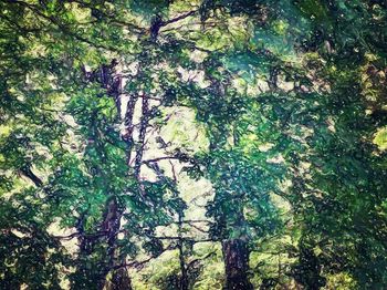 Low angle view of trees