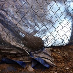 View of bare trees in the dark