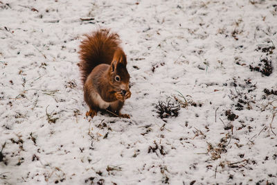 Squirrel on snow covered land