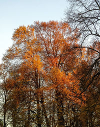 Close-up of tree against sky