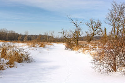 Bare trees on snow covered land against sky