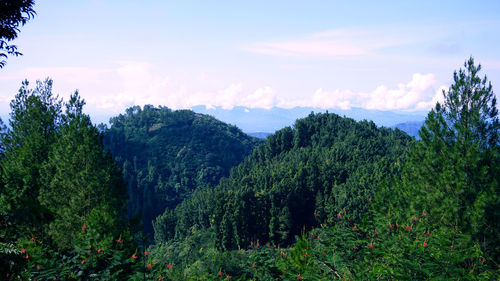 Scenic view of forest against sky