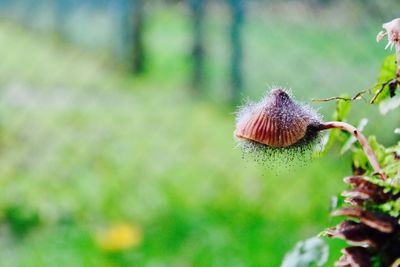 Close-up of mushroom growing on plant