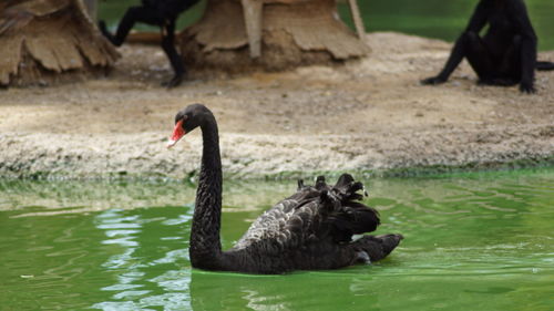 Swan swimming on lake