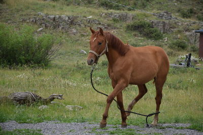 Brown horse walking on grassy field