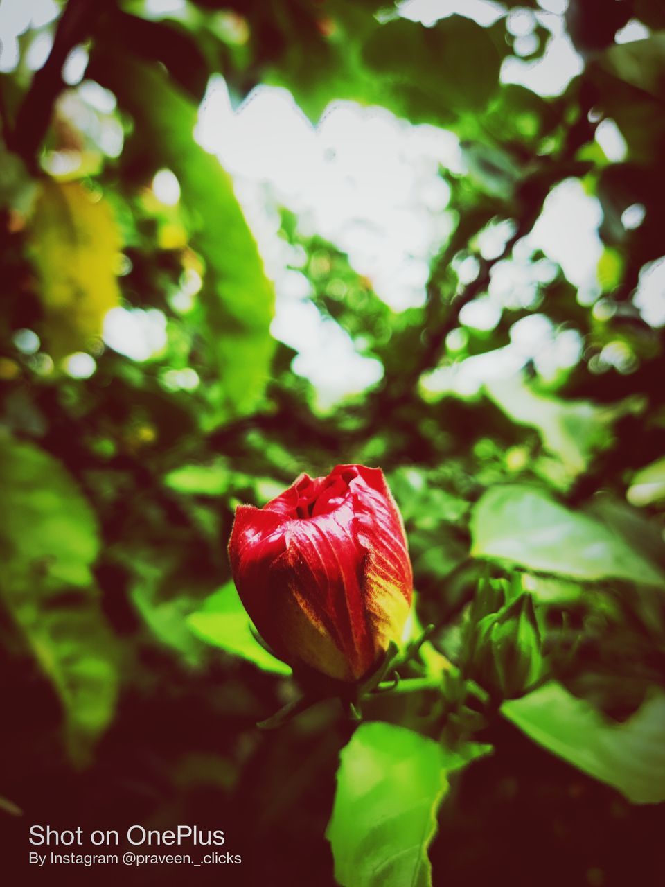 plant, flower, red, freshness, flowering plant, beauty in nature, nature, green, close-up, leaf, growth, plant part, petal, no people, focus on foreground, outdoors, tree, fragility, flower head, sunlight, inflorescence, food, day, food and drink, rose, macro photography