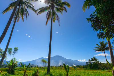 Beautiful morning view in indonesia. panoramic view of rice fields surrounded by coconut trees 