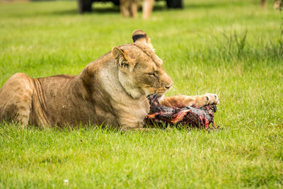 Lioness eating dead animal on grassy field