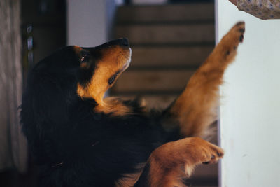 Close-up of a dog