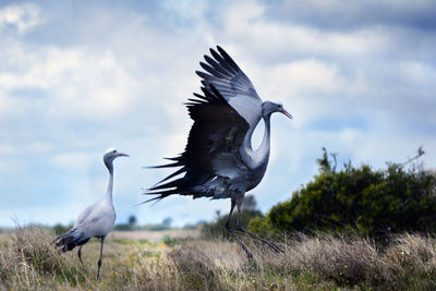 Birds on field