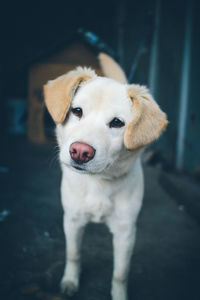 Dog looking away on street 