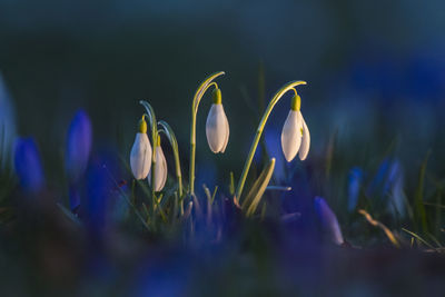 Close-up of purple flowering plants on field