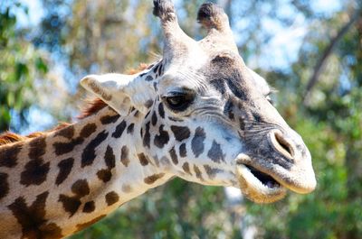 Close-up of giraffe