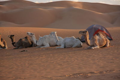 Camels in a desert