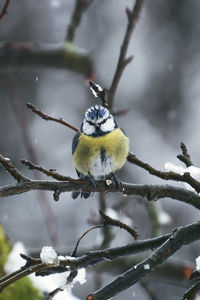 Close-up of bird perching on branch