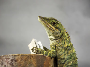 Close-up of a lizard reading a book