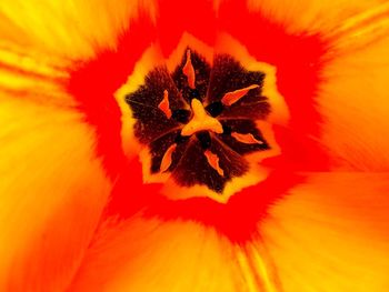 Extreme close up of yellow flower